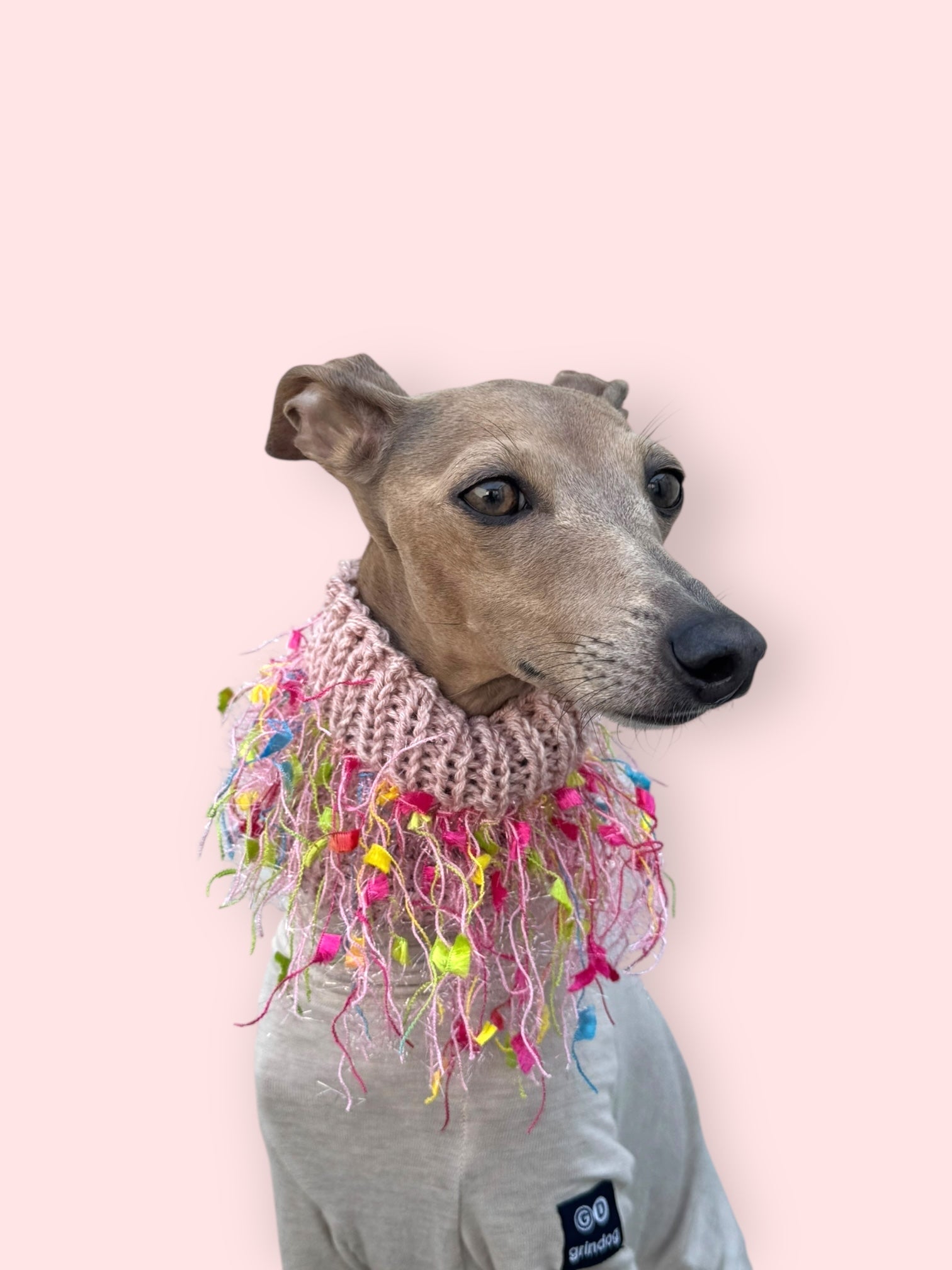 dogsnood- – Iggy Mood