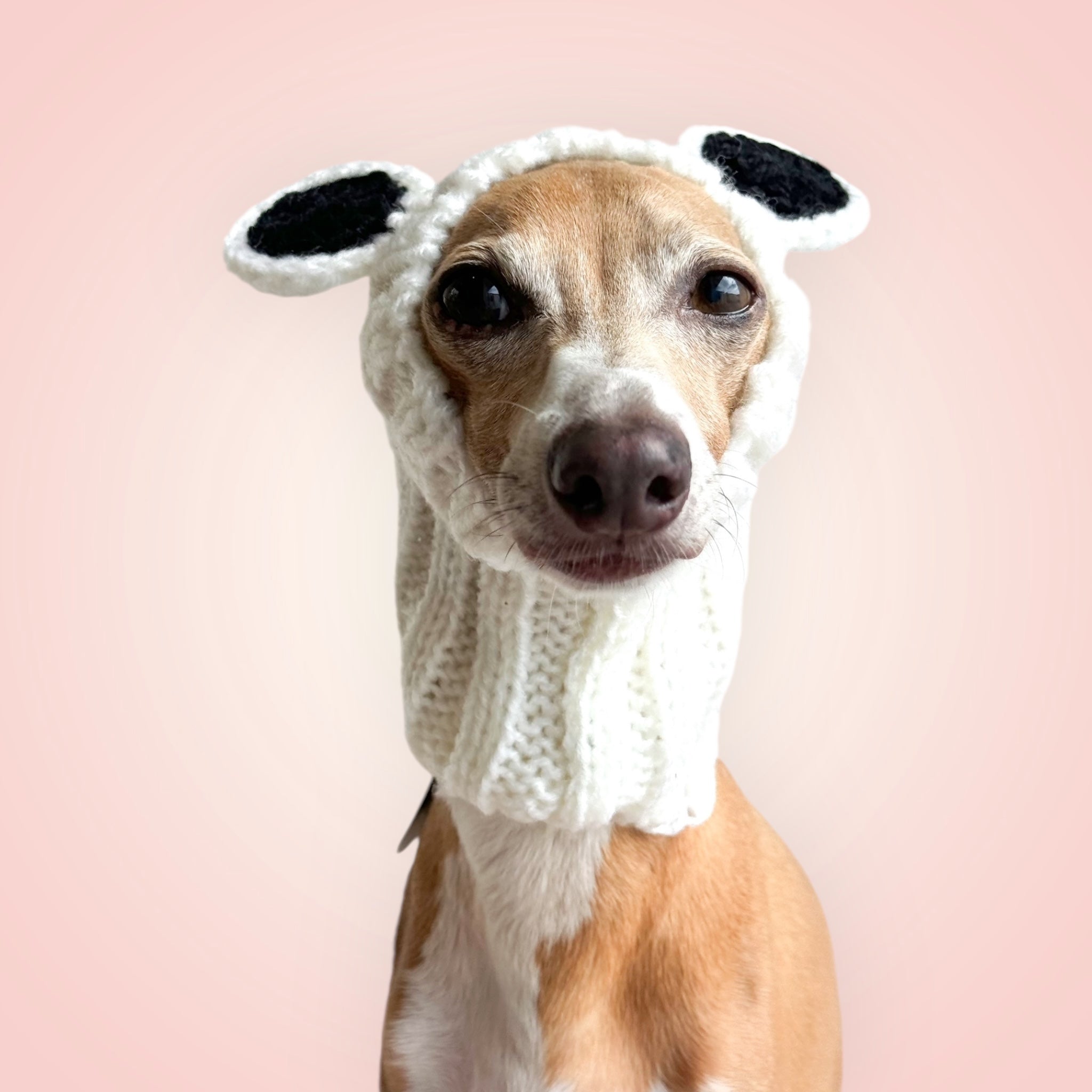 dogsnood-Panda – Iggy Mood